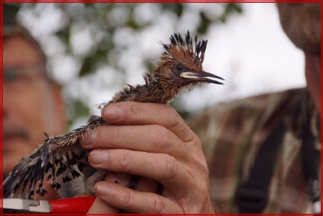 Vogelbestimmungskurs