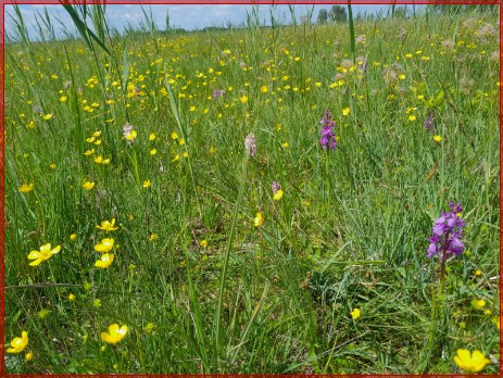 Orchideenzählung