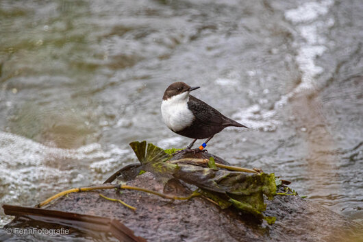 Wasseramsel